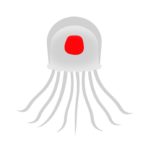 ベニクラゲは不老不死の生き物という雑学