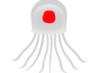 ベニクラゲは不老不死の生き物という雑学