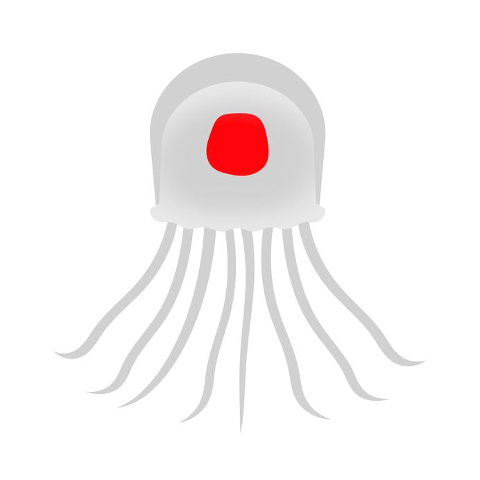 ベニクラゲは不老不死の生き物という雑学
