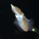 イカの目は高性能だが脳が発達していないという雑学