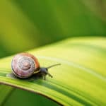 カタツムリの産卵についての雑学