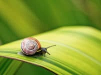 カタツムリの産卵についての雑学