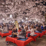 日本最大の花見をしたのは豊臣秀吉という雑学