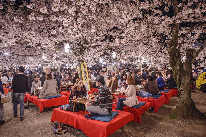 日本最大の花見をしたのは豊臣秀吉という雑学