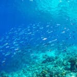腸だけで胃がない魚はけっこういるという雑学