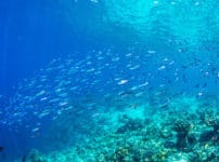 腸だけで胃がない魚はけっこういるという雑学