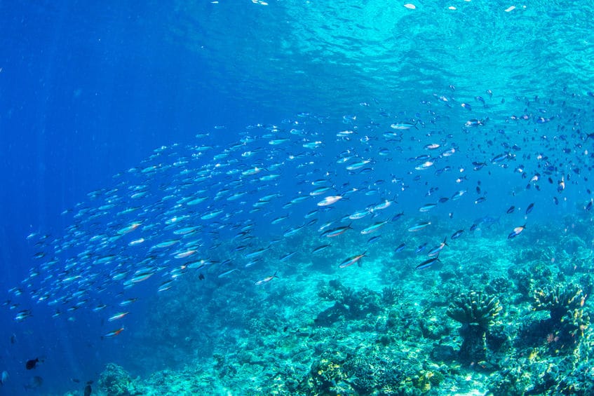 腸だけで胃がない魚はけっこういるという雑学