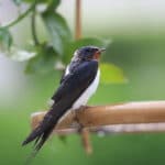 ツバメが低く飛ぶと雨が降るのは本当か？という雑学