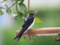 ツバメが低く飛ぶと雨が降るのは本当か？という雑学