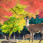 奈良公園の鹿のウンチは虫が掃除しているという雑学