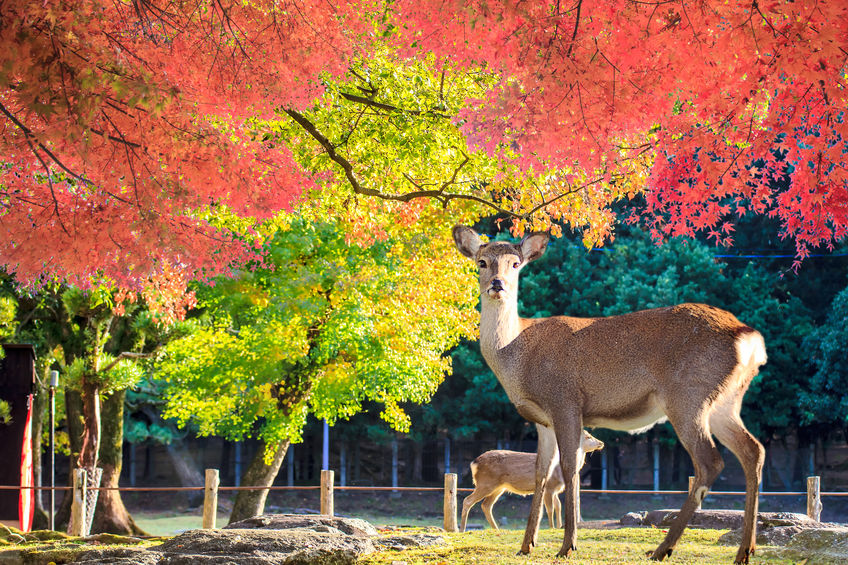奈良公園の鹿のウンチは虫が掃除しているという雑学