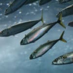 青魚が青い理由に関する雑学