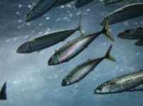 青魚が青い理由に関する雑学