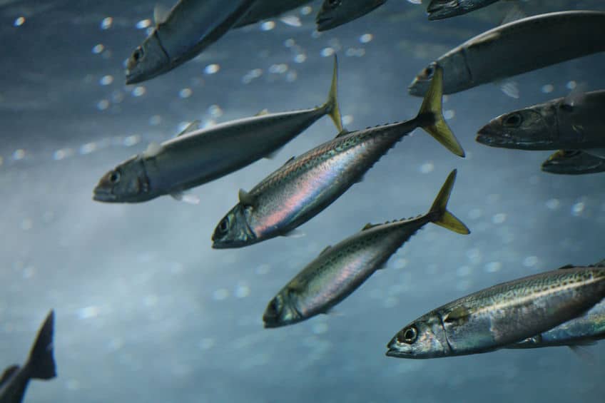 青魚が青い理由に関する雑学