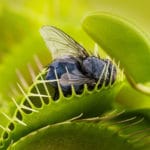 ハエトリソウの葉を閉じる攻撃は一生に数回しかできないという雑学