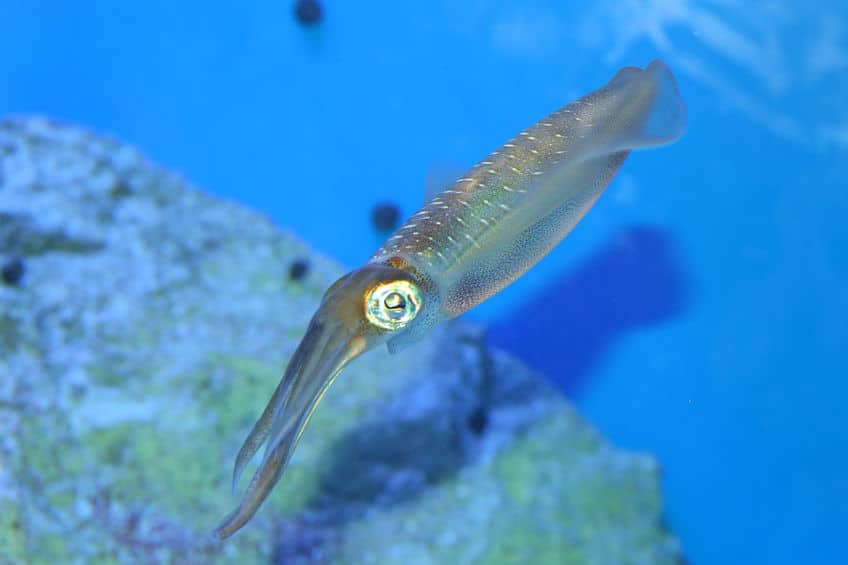 イカは人間と同じ単眼をもつ、珍しい無脊椎動物についてのトリビア