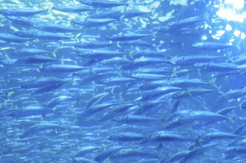 プランクトンなど、小さな食事をする魚に大掛かりな消化器官は必要ないというトリビア