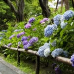 紫陽花(アジサイ)には毒があるという雑学