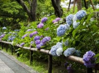 紫陽花(アジサイ)には毒があるという雑学