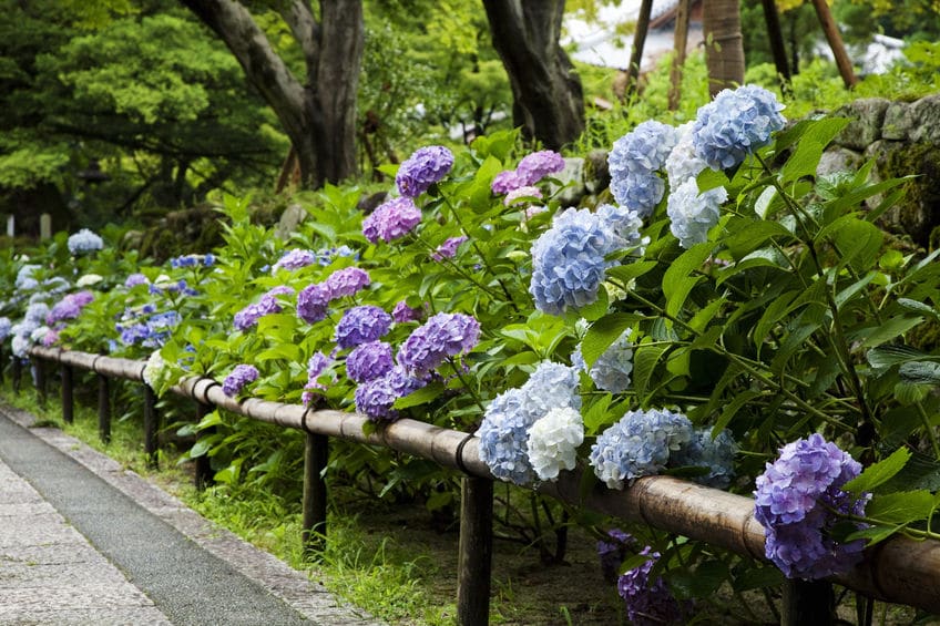 紫陽花(アジサイ)には毒があるという雑学