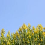 セイタカアワダチソウは自分の毒で自滅するという雑学