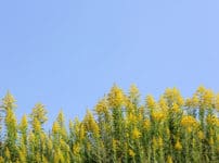 セイタカアワダチソウは自分の毒で自滅するという雑学
