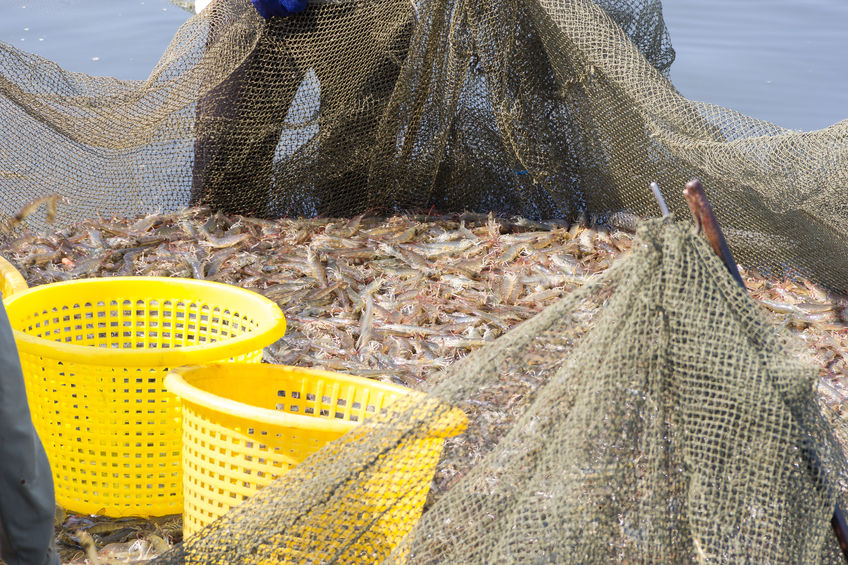 広島の漁村で獲れる小エビは、おいしさを知る人が少ない穴場食材だった!というトリビア