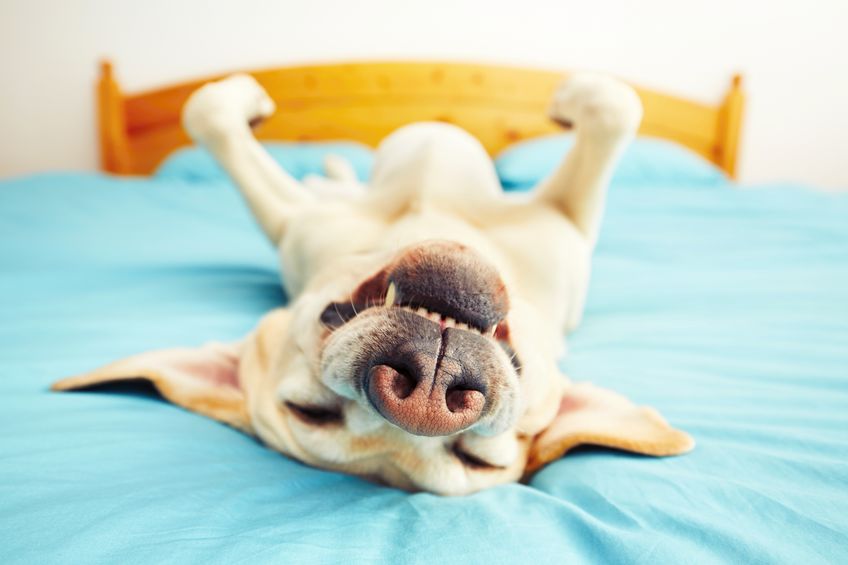 犬の寝方には心理状態が表れる?というトリビア