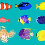 魚はどうやって寝てる？という雑学