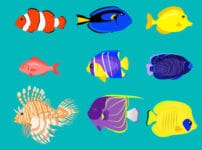 魚はどうやって寝てる？という雑学