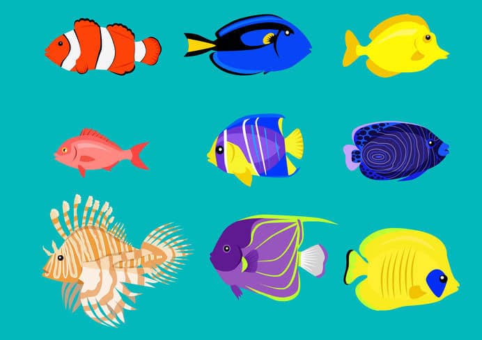 魚はどうやって寝てる?という雑学