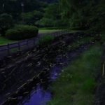ろうそく1本の明るさは、ホタル何匹ぶん？という雑学