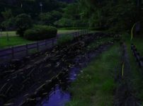 ろうそく1本の明るさは、ホタル何匹ぶん？という雑学