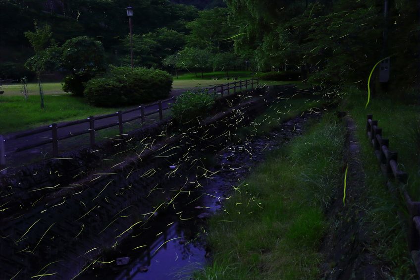 ろうそく1本の明るさは、ホタル何匹ぶん?という雑学