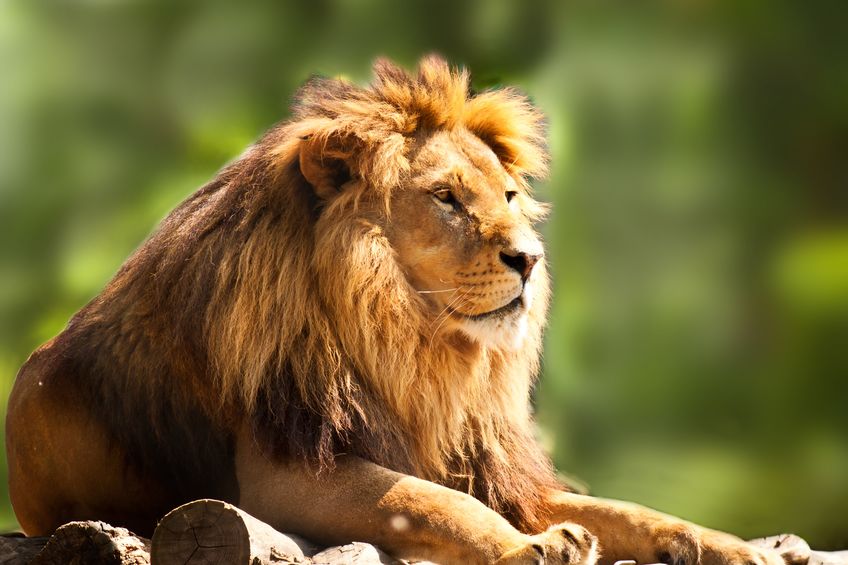 ダーウィンの学説は間違い?獲物を狩るほど立派になるライオンのたてがみというトリビア