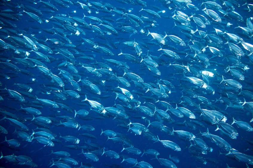 敵へのカモフラージュ!青魚が青い理由とは?【動画】についてのトリビアまとめ