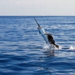 世界でも最も速い魚はカジキマグロという雑学