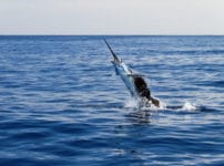 世界でも最も速い魚はカジキマグロという雑学