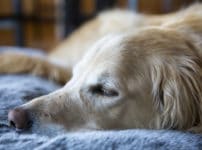犬が地面にアゴをつけて寝る理由に関する雑学