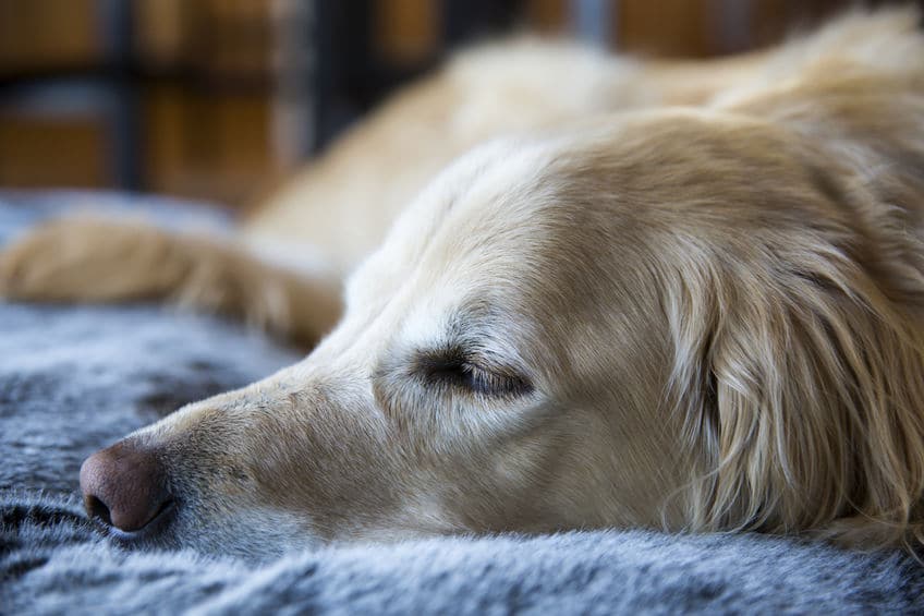 犬が地面にアゴをつけて寝る理由に関する雑学