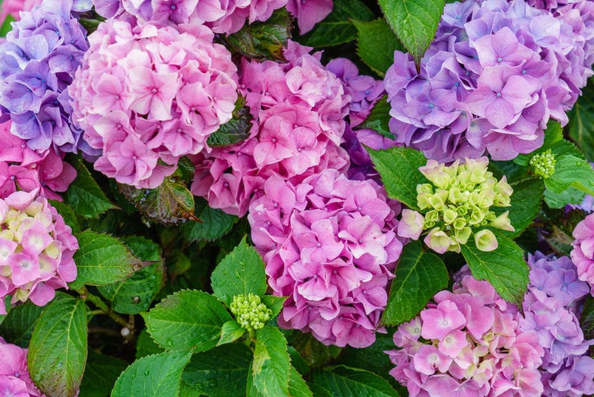 食べちゃダメだ!紫陽花(アジサイ)には毒があるというトリビア