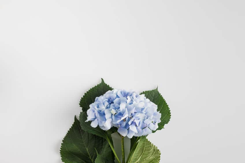 紫陽花(アジサイ)を食べるとどうなっちゃうの?というトリビア