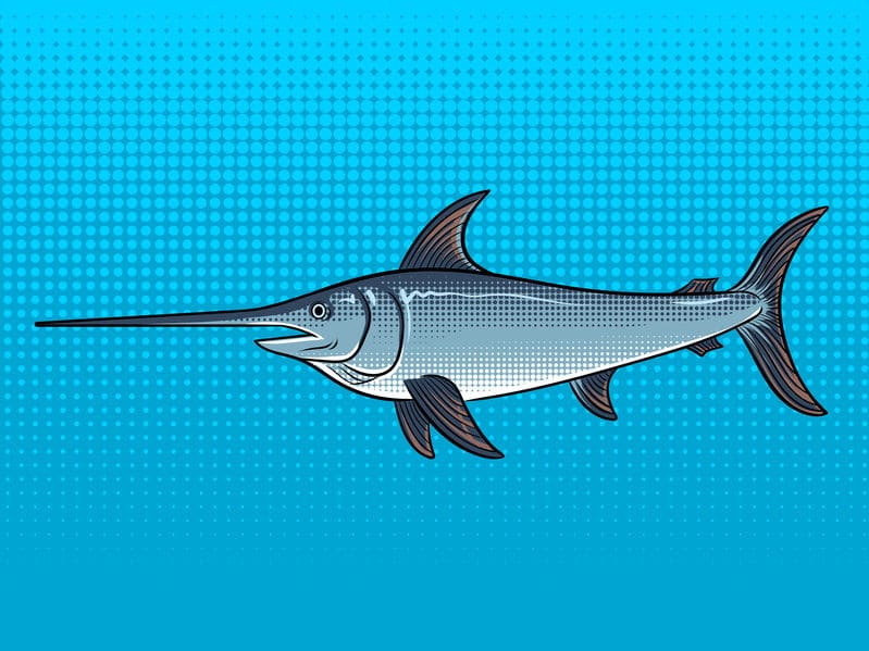 カジキマグロの最速ランキング！についてのトリビア