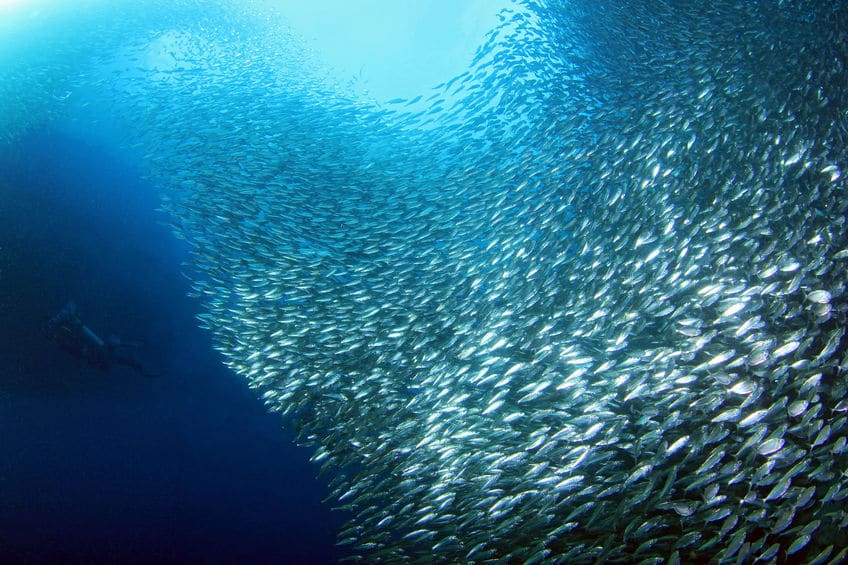 青魚の体の色は、外敵へのカモフラージュのためだった!というトリビア