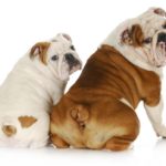 イギリスの郵便局員は、犬と目を合わせてはならないという雑学