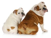 イギリスの郵便局員は、犬と目を合わせてはならないという雑学