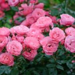 意外と知られていない｢バラ科｣の植物たちに関する雑学