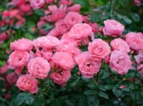 意外と知られていない｢バラ科｣の植物たちに関する雑学