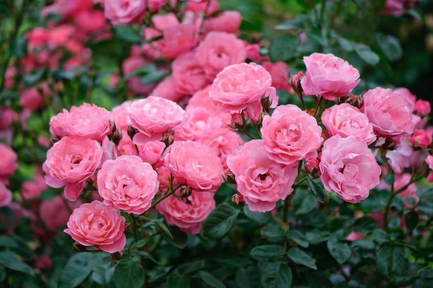 意外と知られていない「バラ科」の植物たちに関する雑学