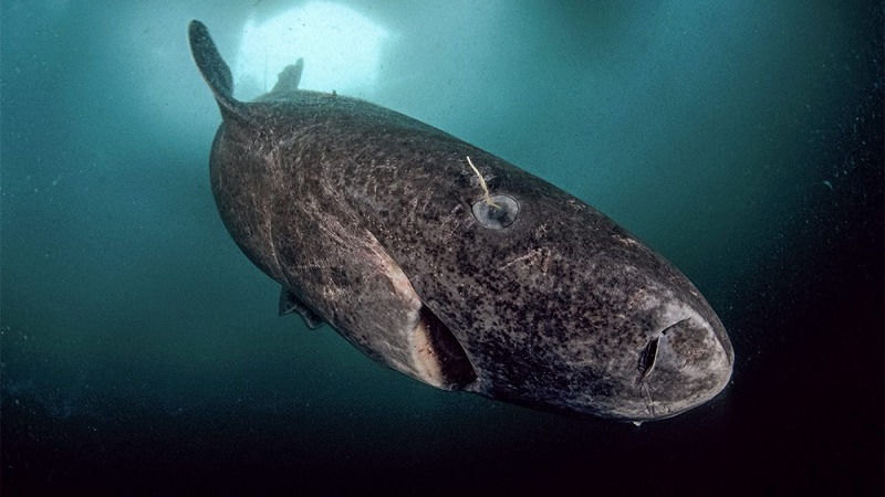 逆に世界一番遅い魚についてのトリビア